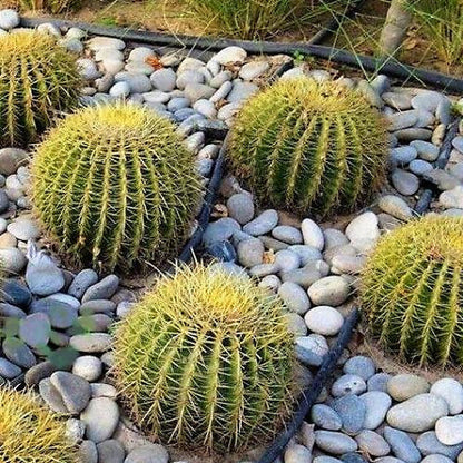 Echinocactus Grusonii, Golden Barrel Cactus, Ball Cactus