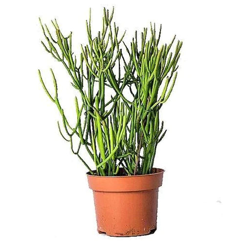 Pencil Cactus