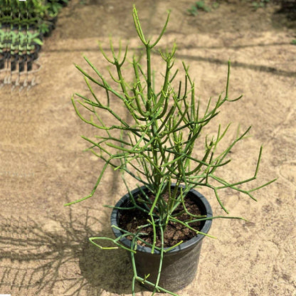 Euphorbia Tirucalli, Pencil Cactus