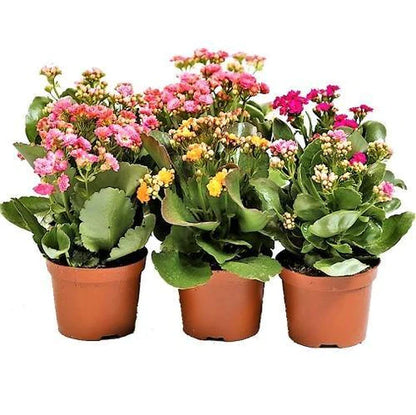 Kalanchoe blossifeldiana, Flaming Katy, Christmas , outdoor