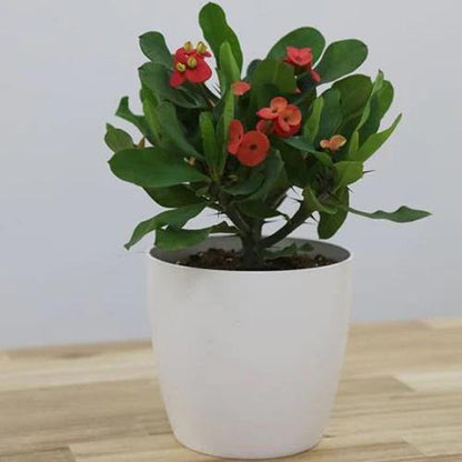 Euphorbia Milii, Crown Of Thorns