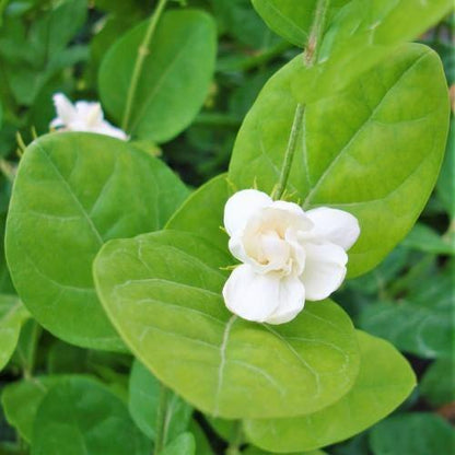 Jasminum sambac, The Arabian Jasmine, Mogra, Motia