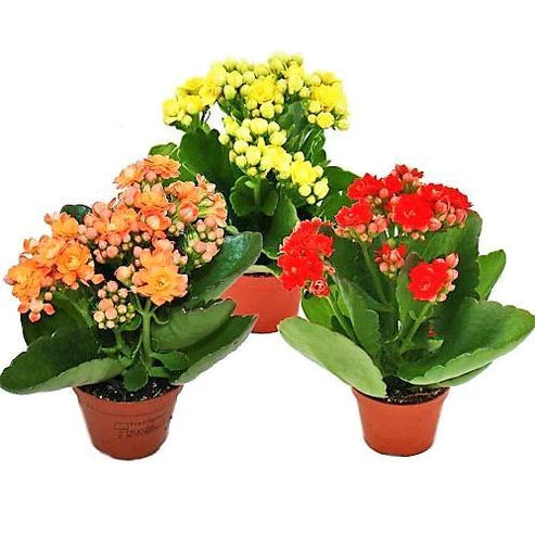 Kalanchoe blossifeldiana, Flaming Katy, Christmas , outdoor