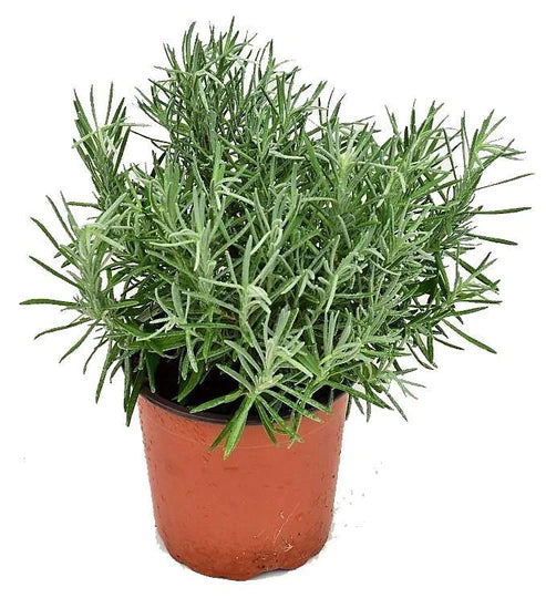 Lavender Herb, Lavandula Dentata