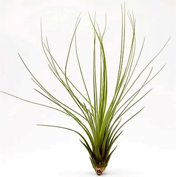 Tillandsia Juncifolia