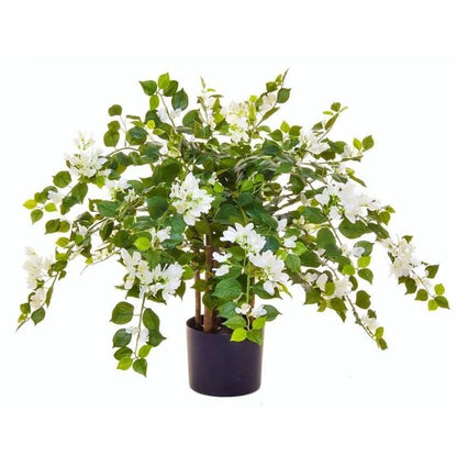 Bougainvillea Glabra White