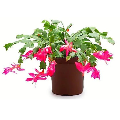 Christmas Cactus