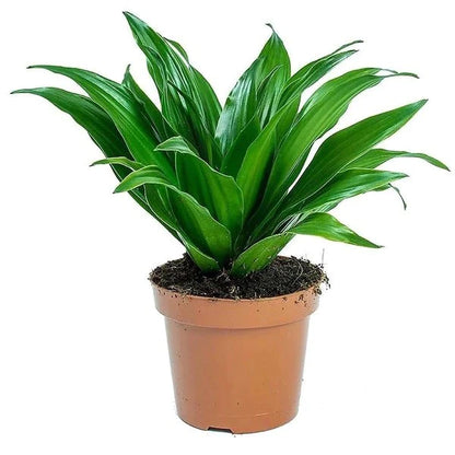 Dracaena Compacta Small