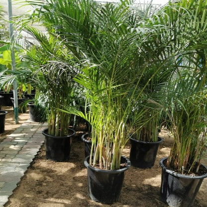 Areca Palm Outdoor (Chrysalidocarpus Lutescens)