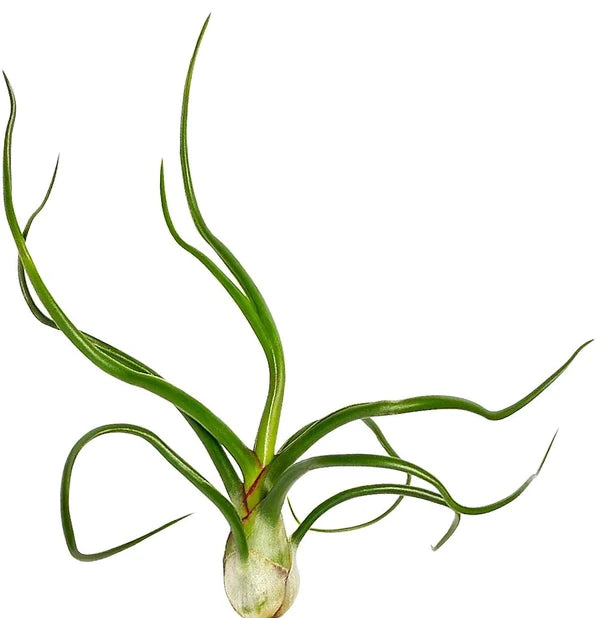 Tillandsia Bulbosa, Air Plant