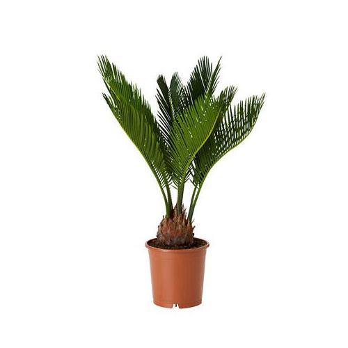 Cycas Circinalis, Queen Sago