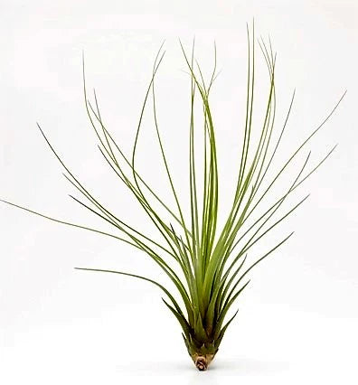 Tillandsia Juncifolia