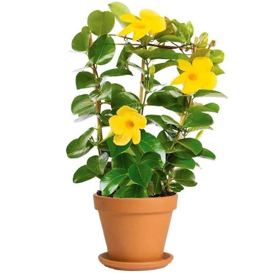 Yellow Bell Climber, Mandevilla Splendens