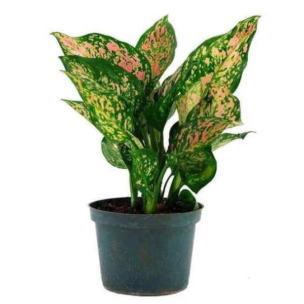 Aglaonema Sp , Wishes