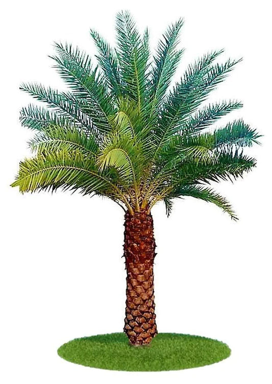 Silver Date Palm, Phoenix Sylvestris, Wild Date Palm