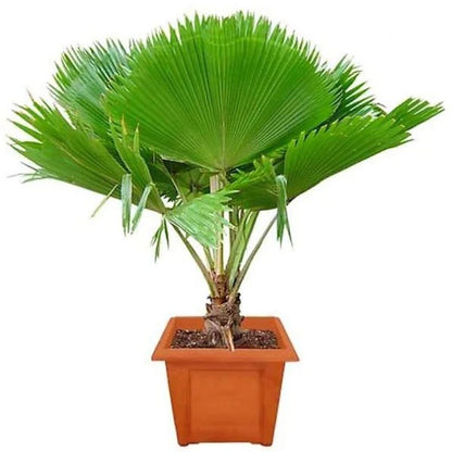 Fiji Fan Palm, Pritchardia Pacifica