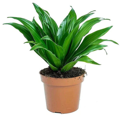 Dracaena Fragrans, Compacta