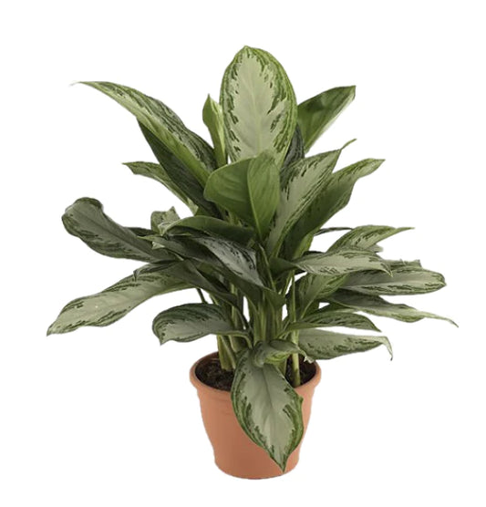 Aglaonema Pattaya Beauty