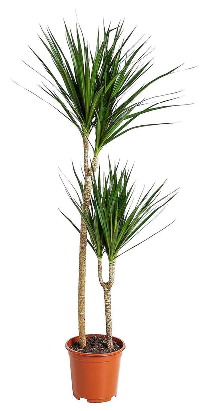 Dracaena Marginata