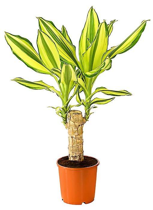 Dracaena Fragrans, Yellow Coast