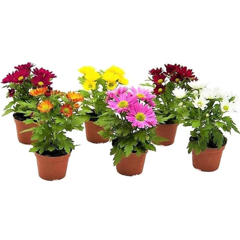 Chrysanthemum mix assorted