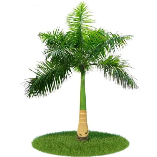 Royal Palm, Roystonia Regia