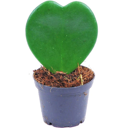 Lucky Heart, Hoya Kerrii