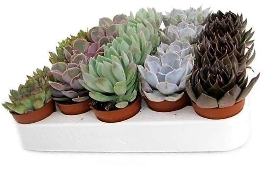 Mini succulents "Per Piece"