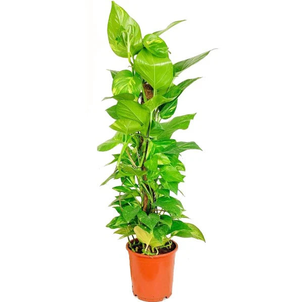 Money Plant, Epipremnum Aureum Mosstok