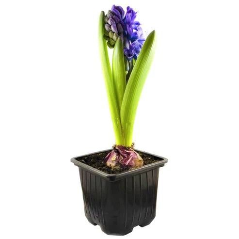 Hyacinth Bulb Fragrance