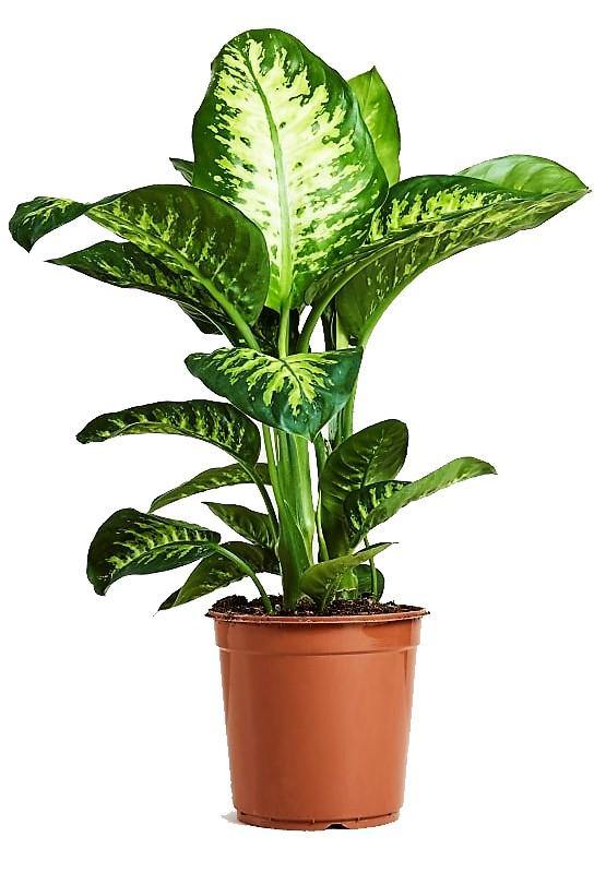 Dieffenbachia Seguine, Tropic Snow