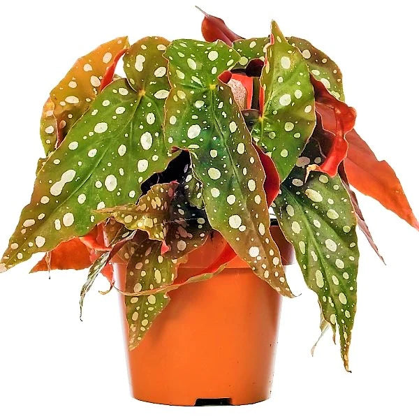 Polka Dot begonia, Begonia Maculata