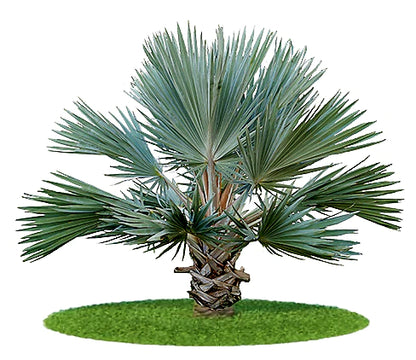 Mexican Blue Palm, Brahea Armata