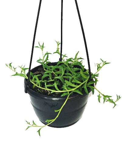 String of Dolphins , Senecio Peregrinus