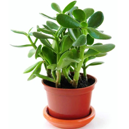 Money Tree, Crassula ovata, Dollar Plant, Jade Plant, Jade Tree