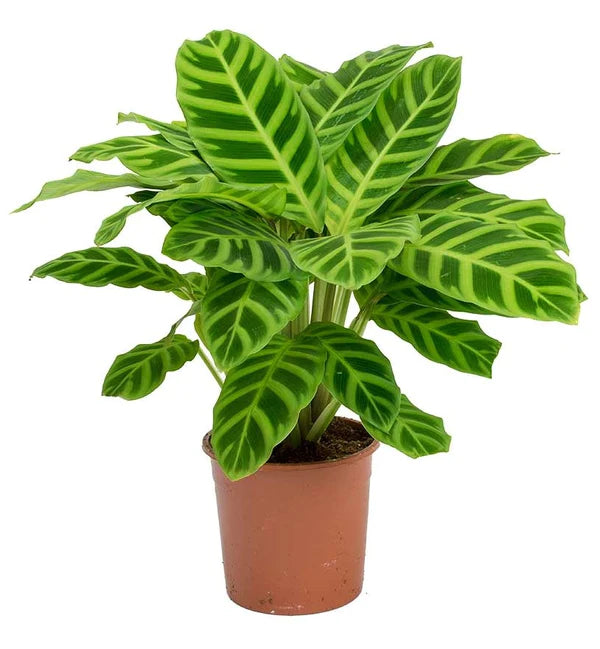 Zebra Plant, Calathea Zebrina