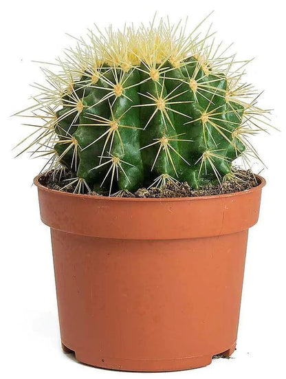 Ball Cactus, Barrel