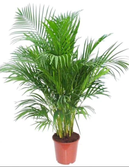 Areca Palm Indoor (Chrysalidocarpus Lutescens)