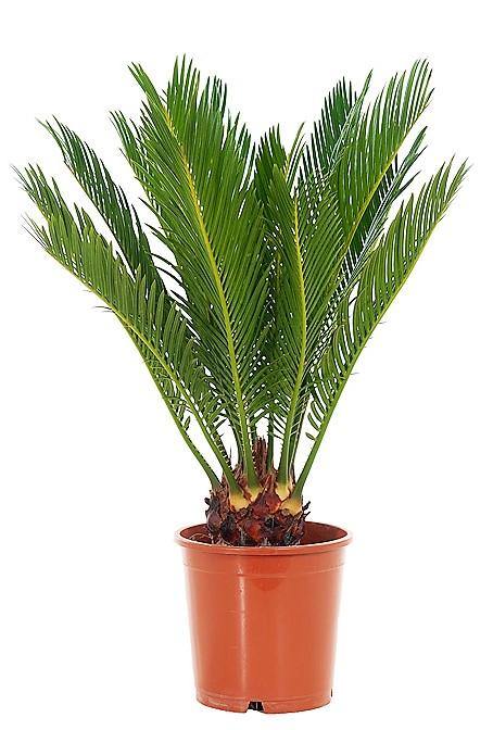 Cycas Revoluta, Sago Palm , Palm Fern, indoor