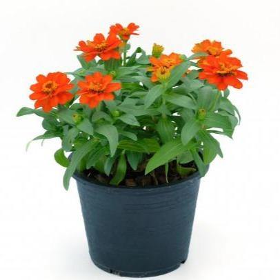 Zinnia Flowers, Zinnia (small)