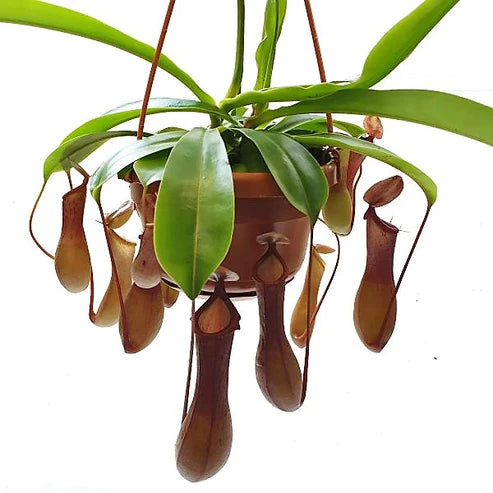 Monkey Jar , Nepenthes big