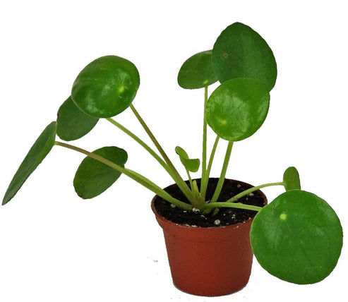 Chinese Money Plant, Pilea Peperomioides