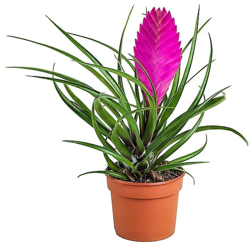 Pink Quill Tillandsia Cyanea