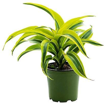 Dracaena Lemon Lime Mini