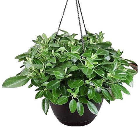 Green Leaf Peperomia , Peperomia Angulate