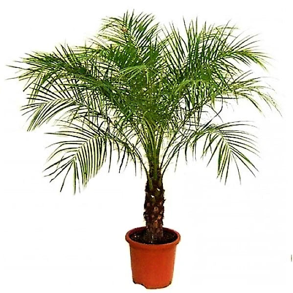 Phoenix Roebelenii, Miniature Date Palm, Dwarf Pygmy Date palm