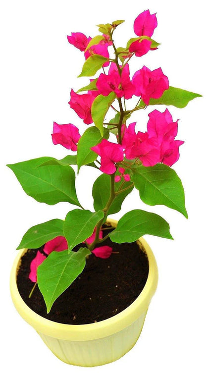 Bougainvillea Pink Pixie