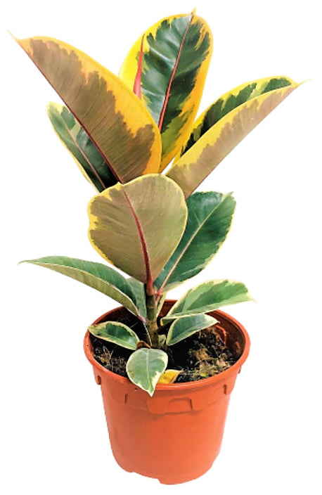 Ficus Elastic Tineke