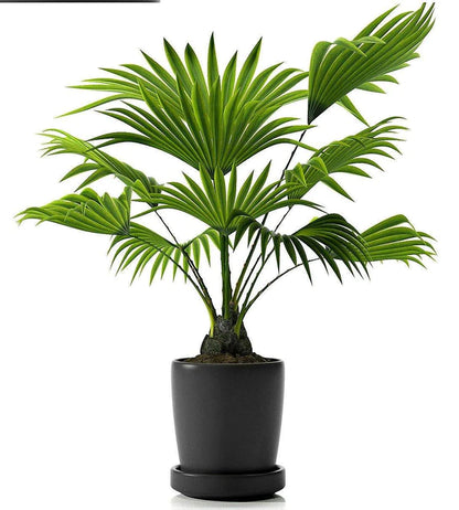 Chinese Fan Palm, Livistona Chinensis, Fountain Palm