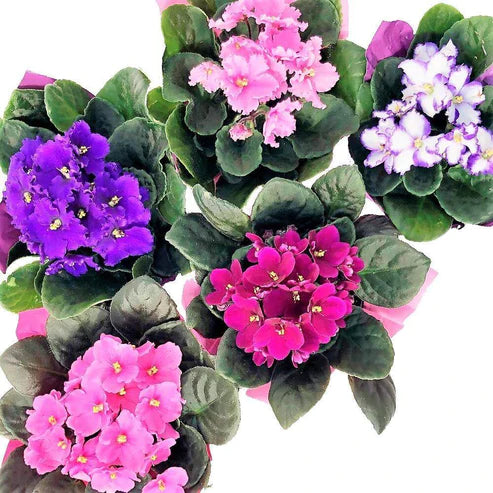 African Violets, Saintpaulia